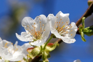 Vogel-Kirsche
(Prunus avium) - Bildautor: Matthias Pihan, 17.04.2012