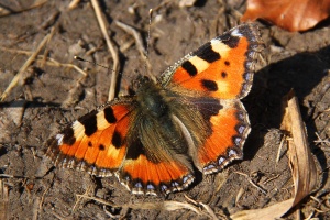 Kleiner Fuchs
(Aglais urticae) - Bildautor: Matthias Pihan, 15.03.2012