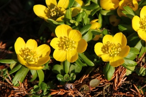 Winterling
(Eranthis hyemalis) - Bildautor: Matthias Pihan, 26.02.2015