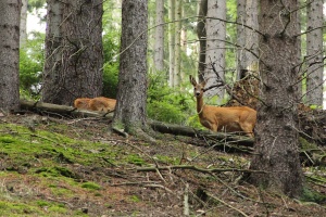 Reh
(Capreolus capreolus) - Bildautor: Matthias Pihan, 19.08.2015