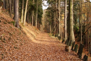 Der Pratschbergweg bei Schwarzburg - Bildautor: Matthias Pihan, 08.11.2015