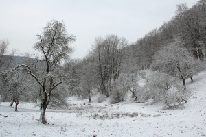 Im Tal zwischen Unter- und Oberwirbach - Bildautor: Matthias Pihan, 03.01.2016