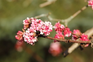 Bodnant-Schneeball
(Viburnum bodnantense Aberc. ex Stearn) - Bildautor: Matthias Pihan, 06.02.2016