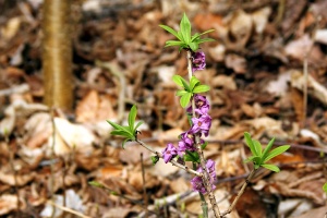 Echter Seidelbast
(Daphne mezereum) - Bildautor: Matthias Pihan, 03.04.2016