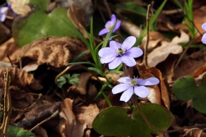 Gewhnliches Leberblmchen
(Hepatica nobilis) - Bildautor: Matthias Pihan, 03.04.2016