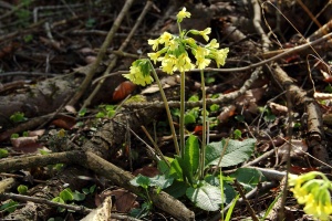 Hohe Schlsselblume
(Primula elatior) - Bildautor: Matthias Pihan, 21.04.2016