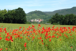 Auf dem Windorf mit Blick nach Bad Blankenburg - Bildautor: Matthias Pihan, 07.06.2016