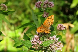 Kaisermantel
(Argynnis paphia) - Bildautor: Matthias Pihan, 24.08.2016