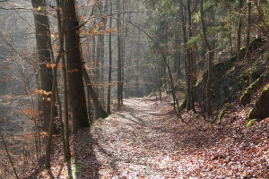 Auf dem Cottaweg unterhalb der Schwarzburg - Bildautor: Matthias Pihan, 15.02.2017