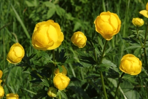 Trollblume
(Trollius europaeus) - Bildautor: Matthias Pihan, 21.05.2017