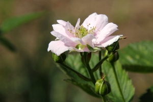 Brombeere
(Rubus sectio Rubus) - Bildautor: Matthias Pihan, 31.05.2017