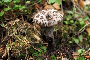 Strubbelkopfrhrling 
(Strobilomyces strobilaceus) - Bildautor: Matthias Pihan, 04.08.2017