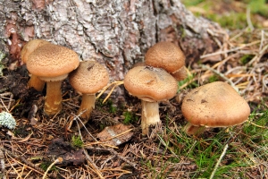 Dunkler Hallimasch
(Armillaria solidipes) - Bildautor: Matthias Pihan, 11.10.2017