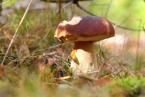 Gemeiner Steinpilz (Boletus edulis) mit Nacktschnecke - Bildautor: Matthias Pihan, 11.10.2017