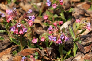 Geflecktes Lungenkraut
(Pulmonaria officinalis) - Bildautor: Matthias Pihan, 03.04.2018