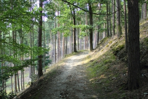 Cottaweg in der Nhe des Griesbachfelsens - Bildautor: Matthias Pihan, 18.07.2018