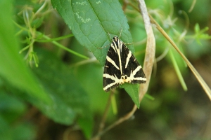 Russischer Br
(Euplagia quadripunctaria) - Bildautor: Matthias Pihan, 10.08.2018