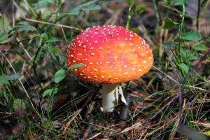 Fliegenpilz
(Amanita muscaria) - Bildautor: Matthias Pihan, 26.09.2018