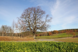 Der Fuchsbaum bei Groschwitz - Bildautor: Matthias Pihan, 14.11.2018