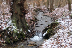 Im Wittmannsgereuther Tal - Bildautor: Matthias Pihan, 03.02.2019