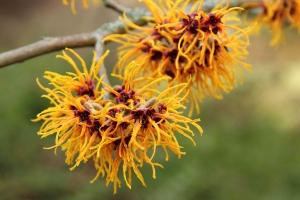 Zaubernuss
(Hamamelis) - Bildautor: Matthias Pihan, 22.02.2019