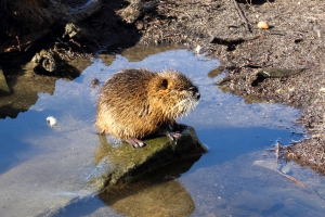 Nutria
(Myocastor coypus) - Bildautor: Matthias Pihan, 24.02.2019