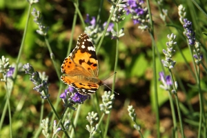 Distelfalter (Vanessa cardui) an Lavendel (Lavandula) - Bildautor: Matthias Pihan, 18.06.2019