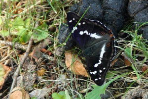 Groer Schillerfalter
(Apatura iris) - Bildautor: Matthias Pihan, 27.06.2019