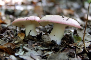 Tublinge
(Russula) - Bildautor: Matthias Pihan, 21.08.2019