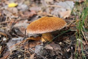 Hohlfu-Rhrling
(Suillus cavipes, Syn.: Boletinus cavipes) - Bildautor: Matthias Pihan, 26.09.2019