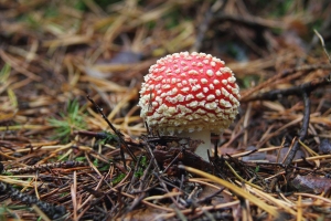 Fliegenpilz
(Amanita muscaria) - Bildautor: Matthias Pihan, 03.10.2019