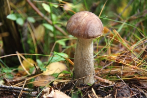 Gemeiner Birkenpilz
(Leccinum scabrum) - Bildautor: Matthias Pihan, 06.10.2019