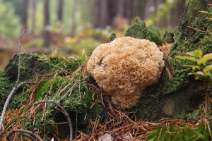 Krause Glucke
(Sparassis crispa) - Bildautor: Matthias Pihan, 06.10.2019