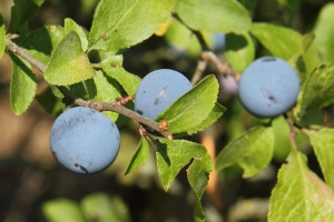 Schlehdorn
(Prunus spinosa) - Bildautor: Matthias Pihan, 07.10.2019