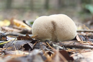 Beutel-Stubling
(Lycoperdon excipuliforme) - Bildautor: Matthias Pihan, 11.10.2019