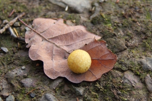 Gallapfel der Gemeinen Eichengallwespe
(Cynips quercusfolii) - Bildautor: Matthias Pihan, 17.12.2019