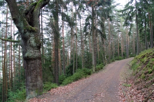 ber dem Zechengrund - Bildautor: Matthias Pihan, 05.01.2020