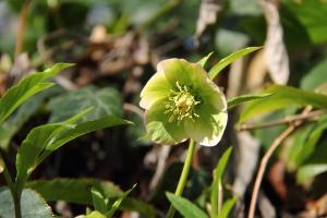 Nieswurz
(Helleborus) - Bildautor: Matthias Pihan, 04.03.2020