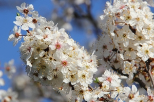 Mirabellenblte
(Prunus domestica) - Bildautor: Matthias Pihan, 18.03.2020