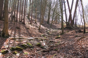 Seitental der Schwarza unterhalb der Wstung Volkersdorf - Bildautor: Matthias Pihan, 02.04.2020