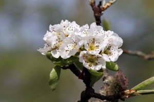 Birnenblte
(Pyrus) - Bildautor: Matthias Pihan, 19.04.2020