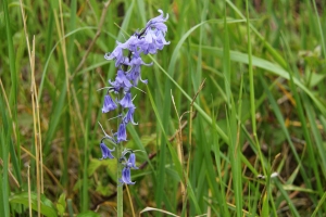 Atlantisches Hasenglckchen
(Hyacinthoides non-scripta) - Bildautor: Matthias Pihan, 09.05.2020