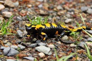 Feuersalamander
(Salamandra salamandra) - Bildautor: Matthias Pihan, 05.06.2020