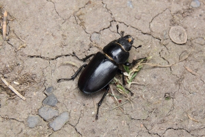 Hirschkfer ♀
(Lucanus cervus) - Bildautor: Matthias Pihan, 30.06.2020