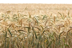 Kornfeld bei Jesuborn - Bildautor: Matthias Pihan, 19.07.2020