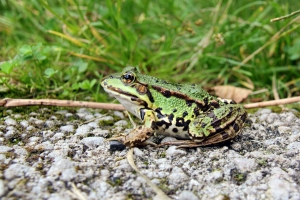 Teichfrosch
(Rana esculenta) - Bildautor: Matthias Pihan, 19.07.2020