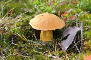 Sand-Rhrling
(Suillus variegatus) - Bildautor: Matthias Pihan, 04.09.2020