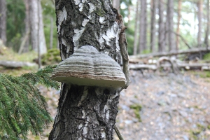 Zunderschwamm
(Fomes fomentarius) - Bildautor: Matthias Pihan, 03.10.2020