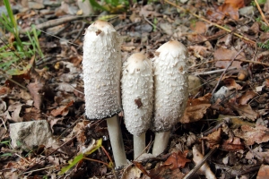 Schopf-Tintling
(Coprinus comatus) - Bildautor: Matthias Pihan, 18.10.2020