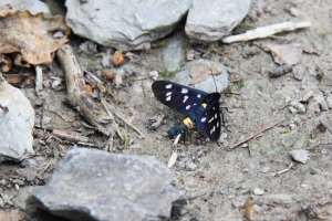 Weifleck-Widderchen
(Amata phegea) - Bildautor: Matthias Pihan, 01.07.2021